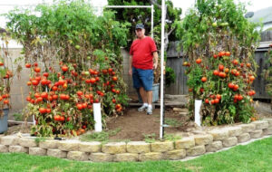 Dave with giant tomato plants