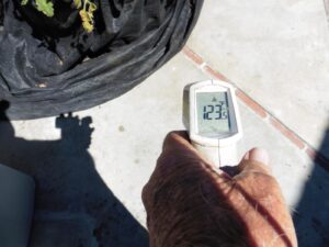 thermometer showing 123 degree reading next to tomato plant