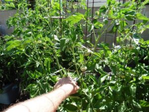 Hand pruning a tomato plant