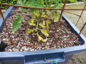 tomato plant with yellowing leaves