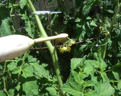 electric toothbrush pollinating a tomato blossom
