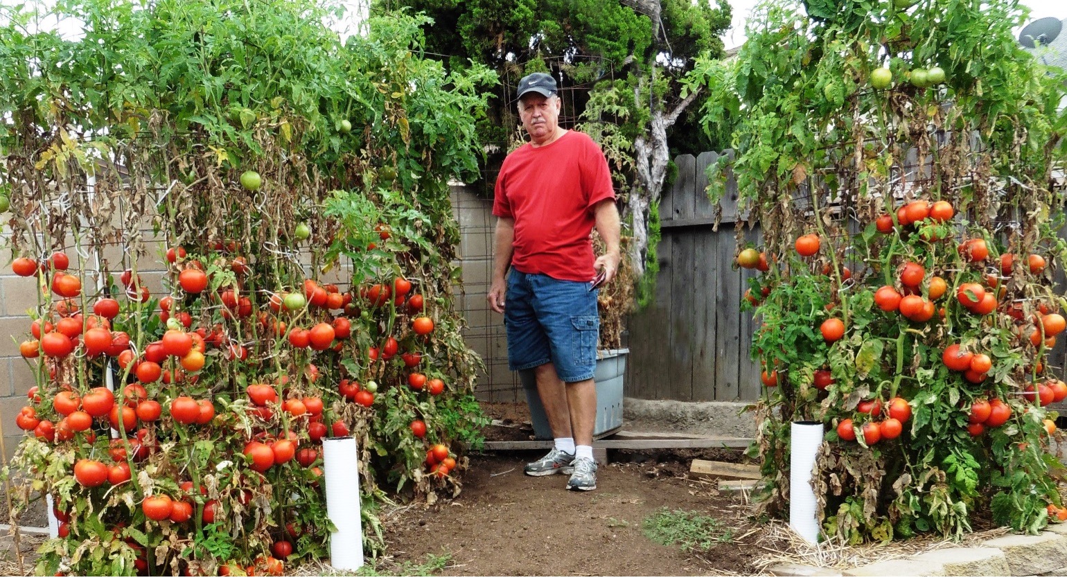 Man standing in garden between three tomato plants