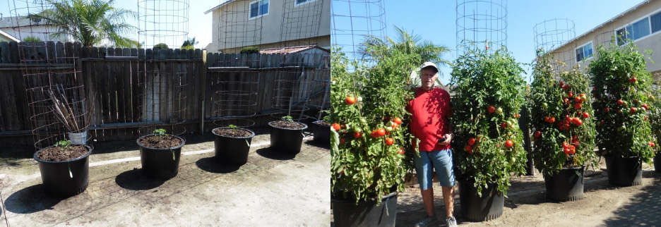 Two photos showing before and after tomato plant growth