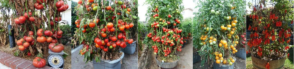 tomato plants loaded with fruit